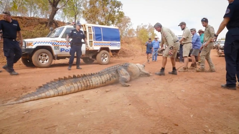 The lengthy croc clocked in at over 14 feet long