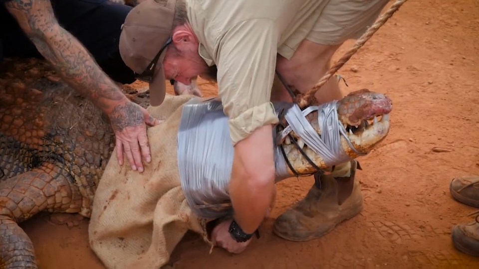 It took seven men to snare the scaly beast in the outback