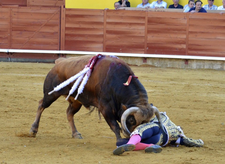 The hapless matador has failed on the five occasions he has taken on the horned beasts