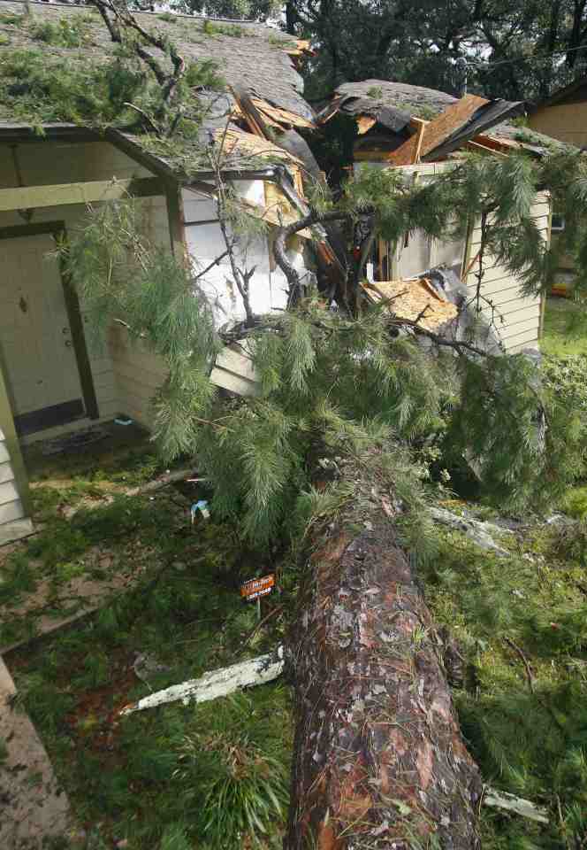  A huge pine tree fell into a home in Tallahassee Florida as high speed winds passed through the state