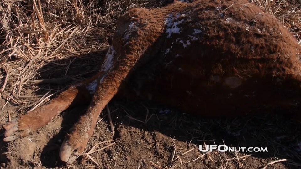 Butchered livestock have been turning up along the highway for years, according to UFO nut Chuck