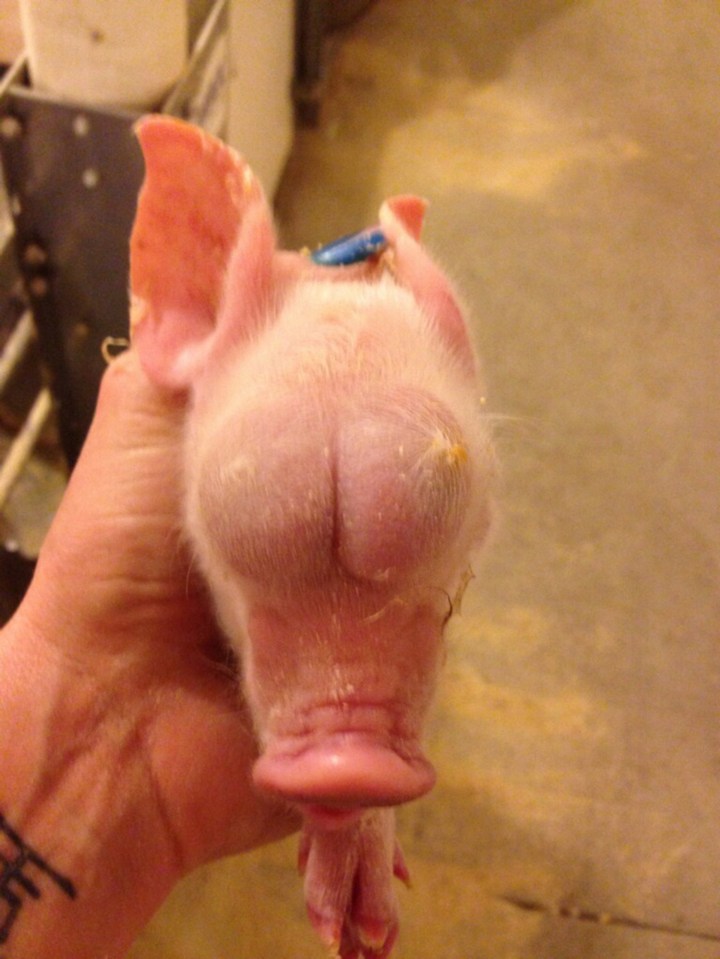 Ealier this year, another piglet was captured with "testicles" instead of eyes