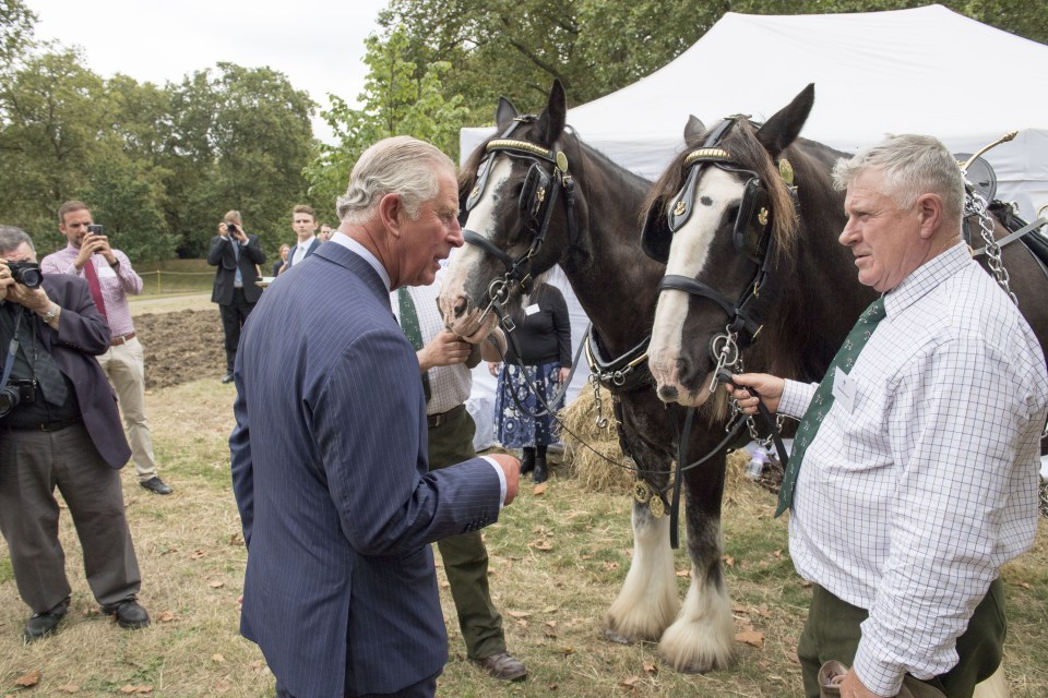  Bringing meadows back to Britain ... 'we want to see the meadows revival reach every community to restore the colour and diversity to our countryside'