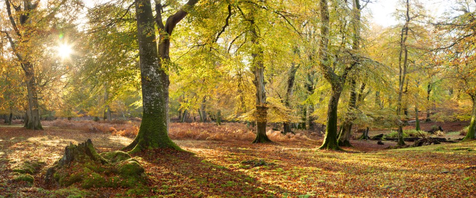  Autumn can be a beautiful time to visit the New Forest before the weather turns too cold