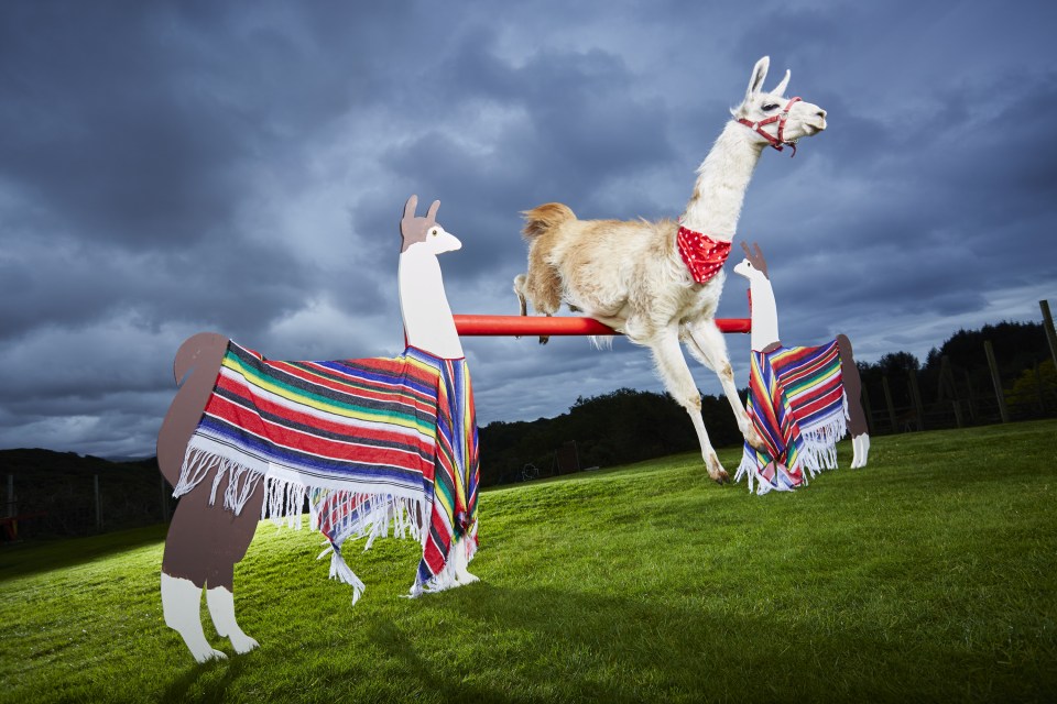  The Welsh winner managed to reach a height of 1.13 metres