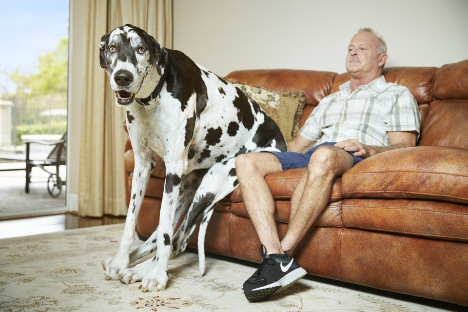  Lizzy is a huge 96.41 cm tall... and looks a little bit too big for the sofa!