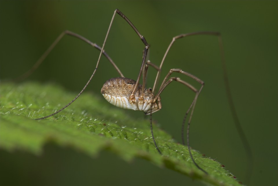  Here's a breakdown on the creepy-crawlies of the spider world - including this specimen, the no-waist harvestman