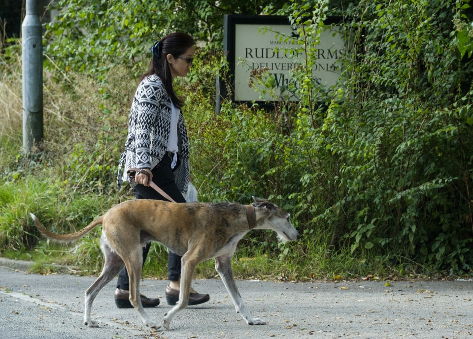  Following a lead ... Clive was spotted being walked near Marco Pierre White Snr's restaurant by a member of its staff