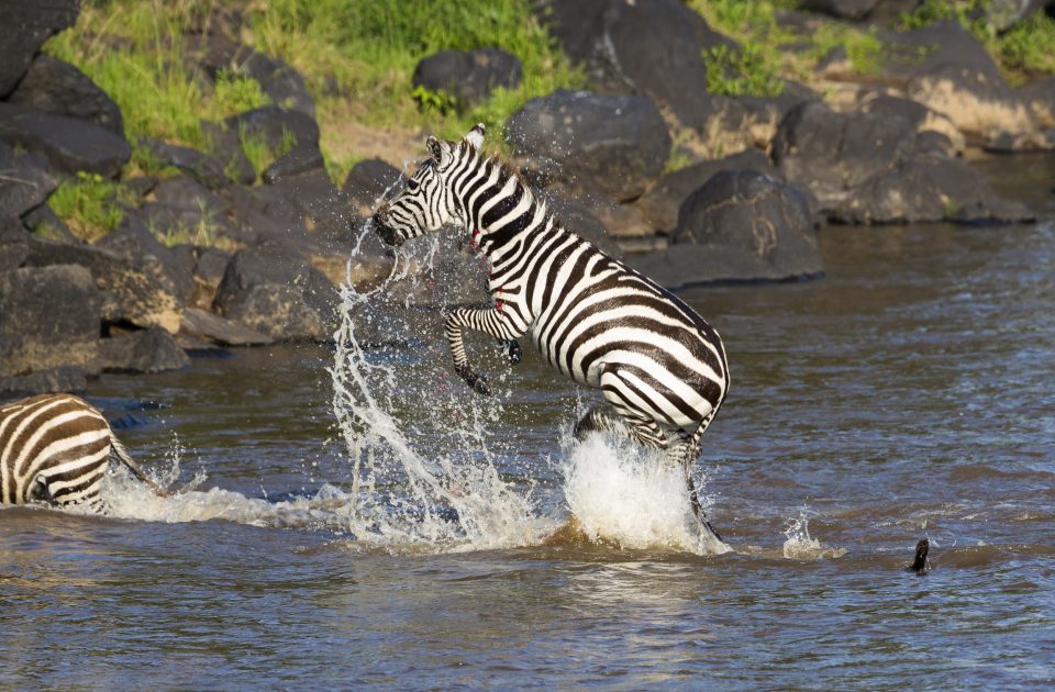 Masai Mara