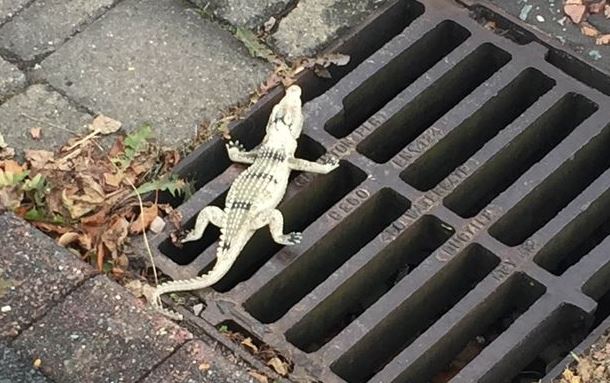  Never smile at a crocodile: the RSPCA officer was worried about how to pick up the creature at first - before realising what it was