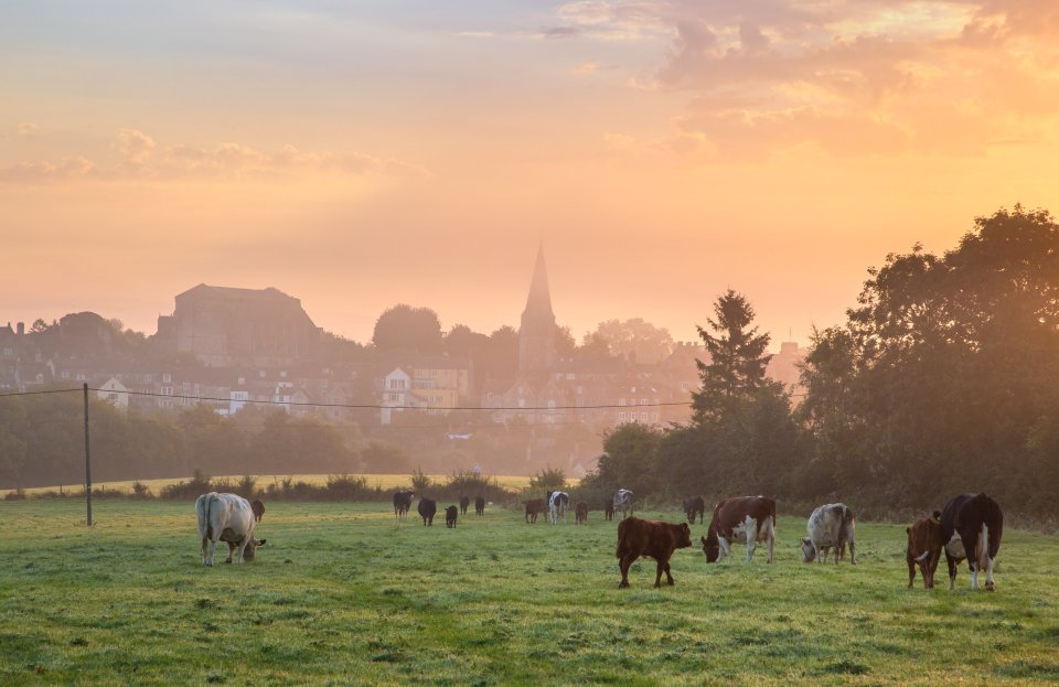  Cows graze under the orange hues of the morning sun as the last of the summer weather is due to hit this week