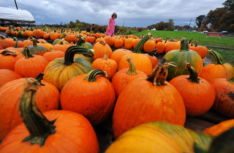 Pick your own pumpkin, London