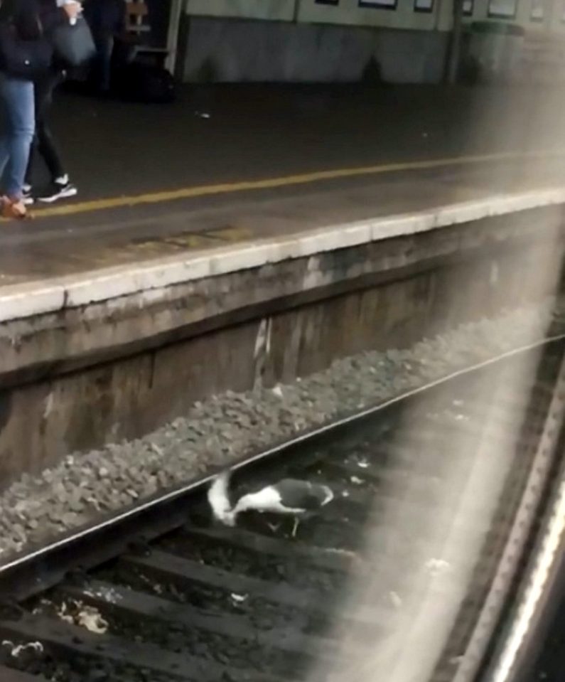  The 'triumphant' gull cornered its victim on the tracks and began eating its insides