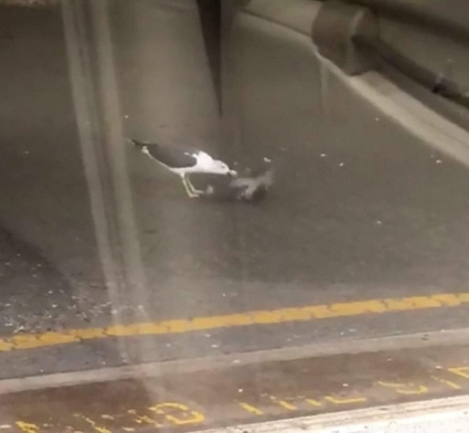  The vicious gull began pecking at the helpless pigeon on the platform