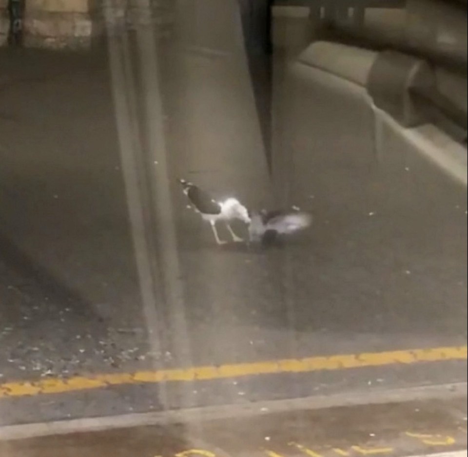  Passenger Giulia Crouch filmed the bird attack from a train waiting at the station