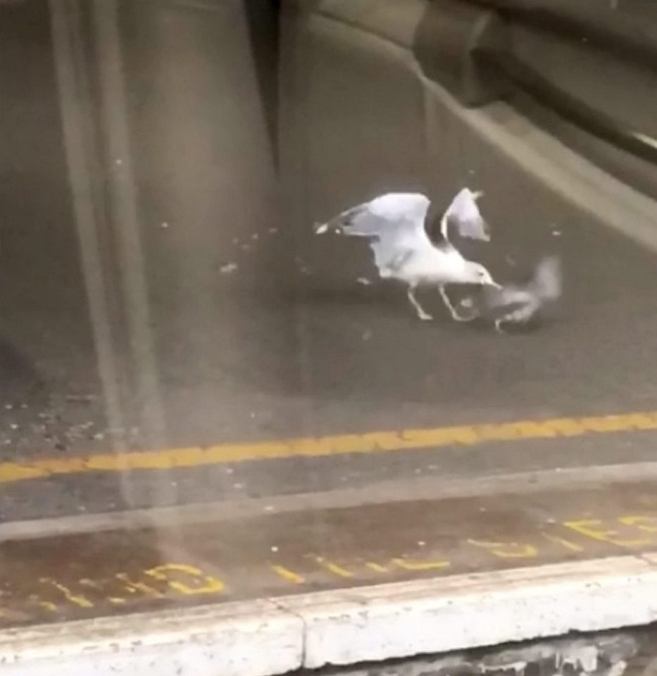  Commuters were horrified when a seagull swooped on a pigeon at Bristol Temple Meads railway station