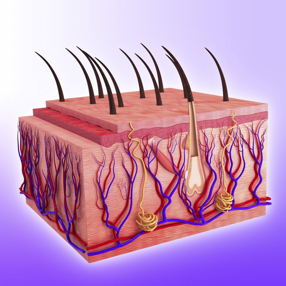  Skin is made up of a thin outer layer, an elastic middle layer, and a fatty layer at the deepest level. Each layer contains skin cells, water and fats – all of which help maintain and protect the skin but in eczema sufferers the skin fails to do this