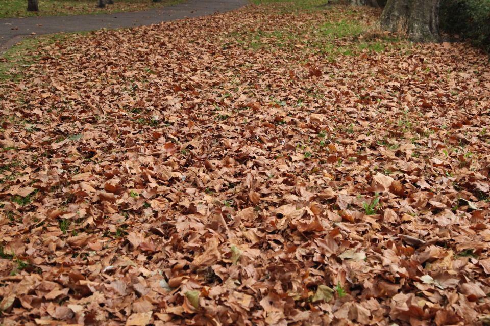  A north London park is covered in autumn leaves as summer finally comes to an end