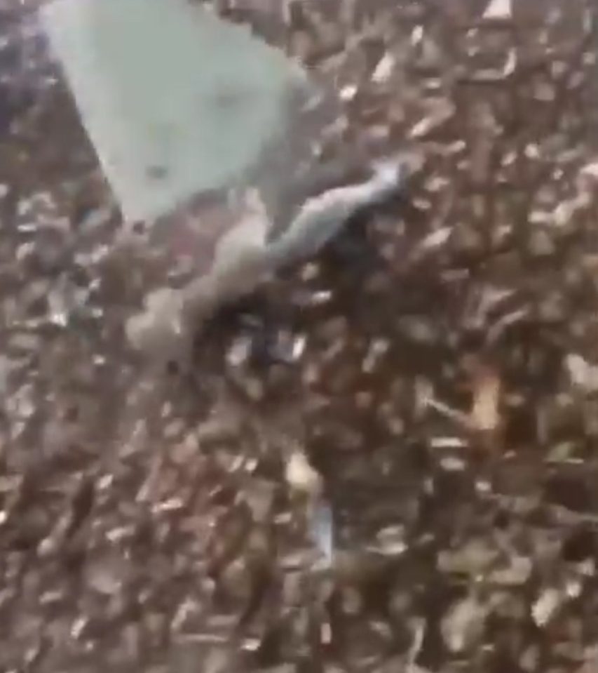  The boys are seen laughing as they drop a brick on the squirrel