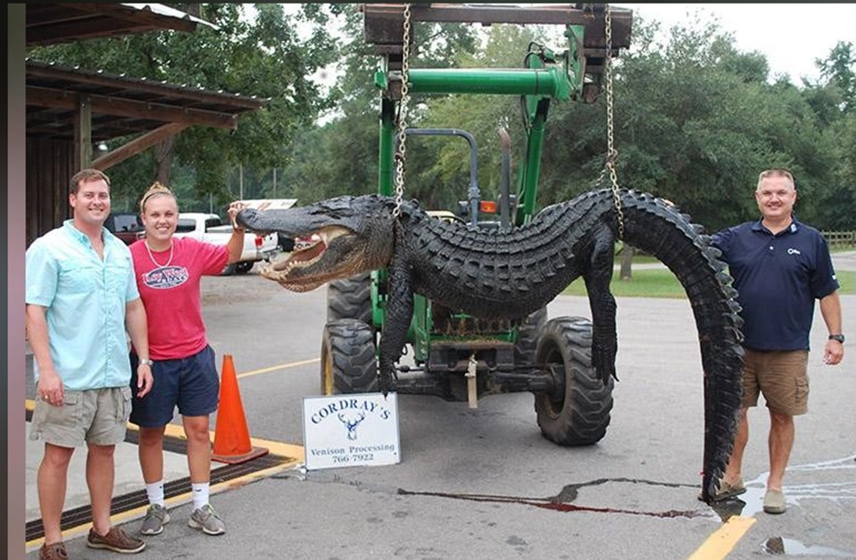 This massive alligator was hooked by a family of fishers out on a lake