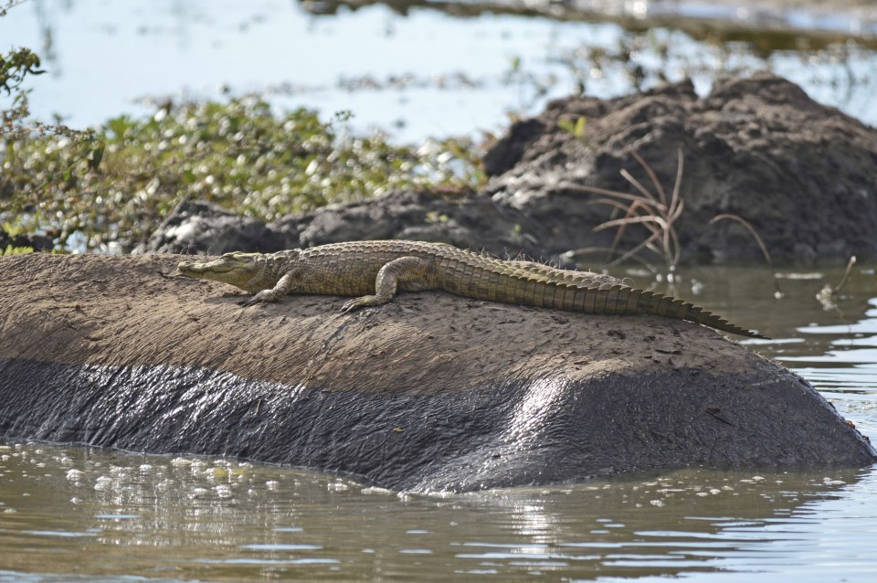 The back of the hippo looked identical to a partially submerged stone