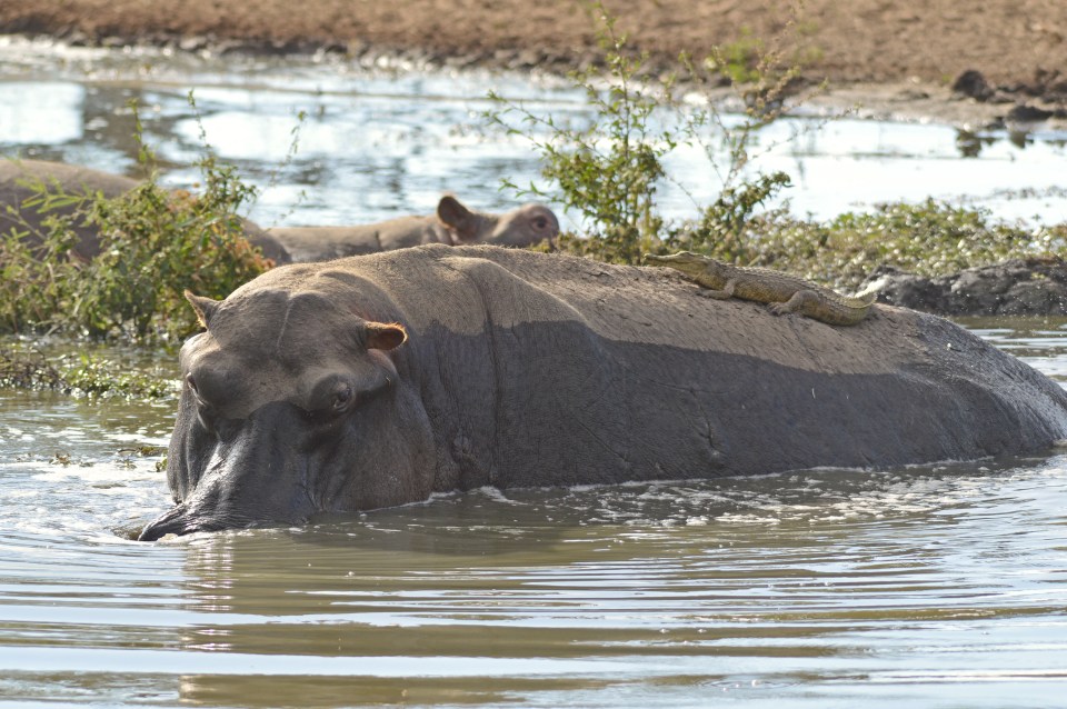 But it eventually became fed up and started splashing about