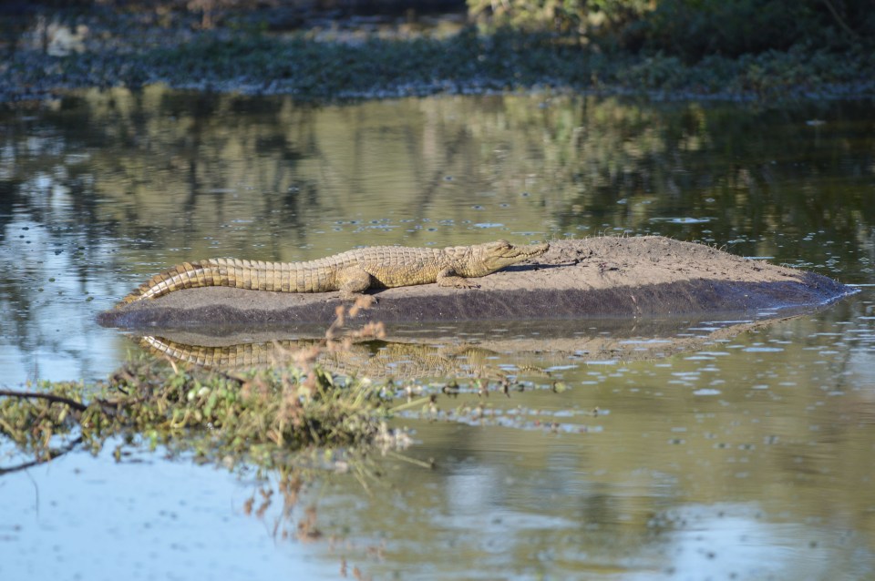 The crocodile at first appeared to be resting on a large rock