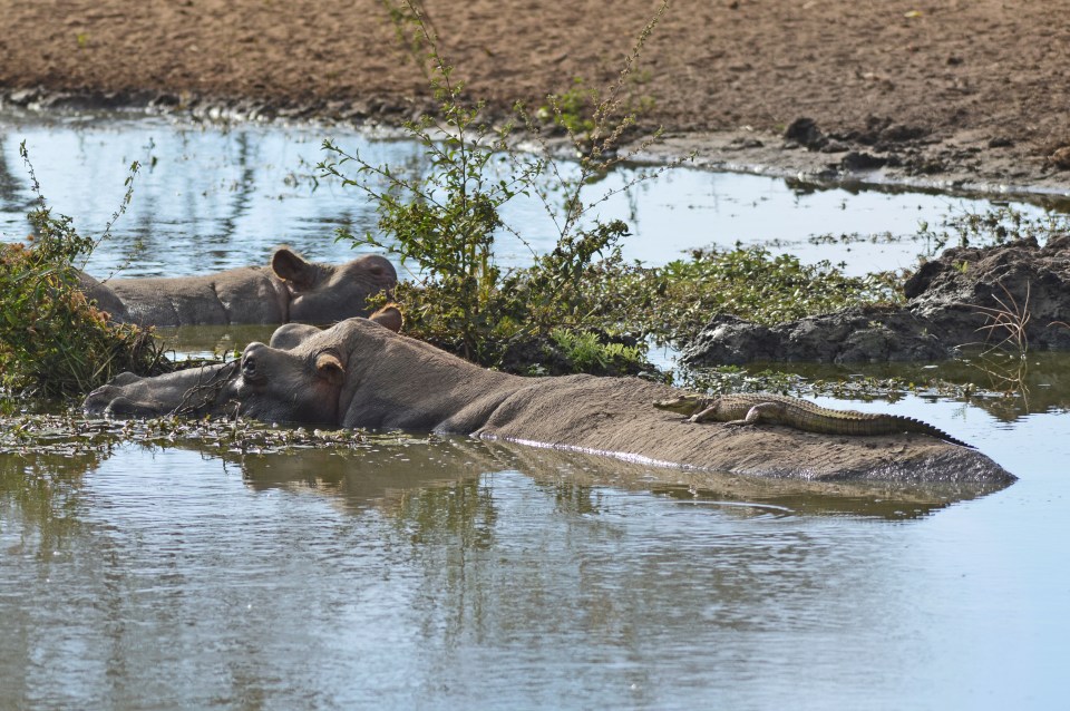 The giant creature allowed the baby crocodile to sunbathe for a long time