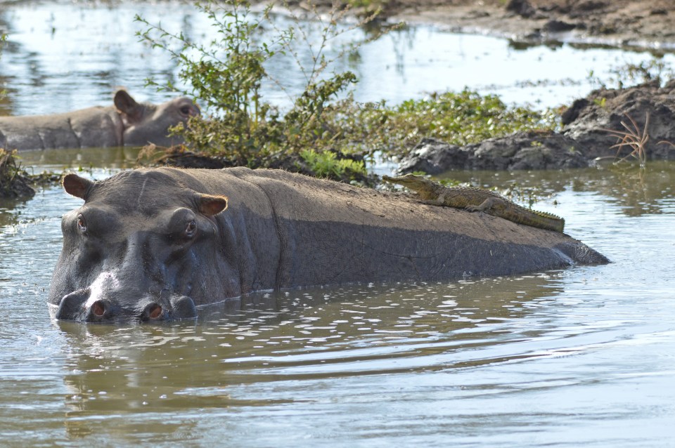 Incredibly, the crocodile just climbed back on top of the hippo to continue sunbathing