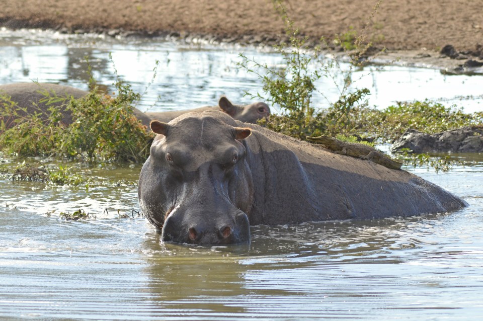 But it was actually seeking refuge on the back of a massive hippo