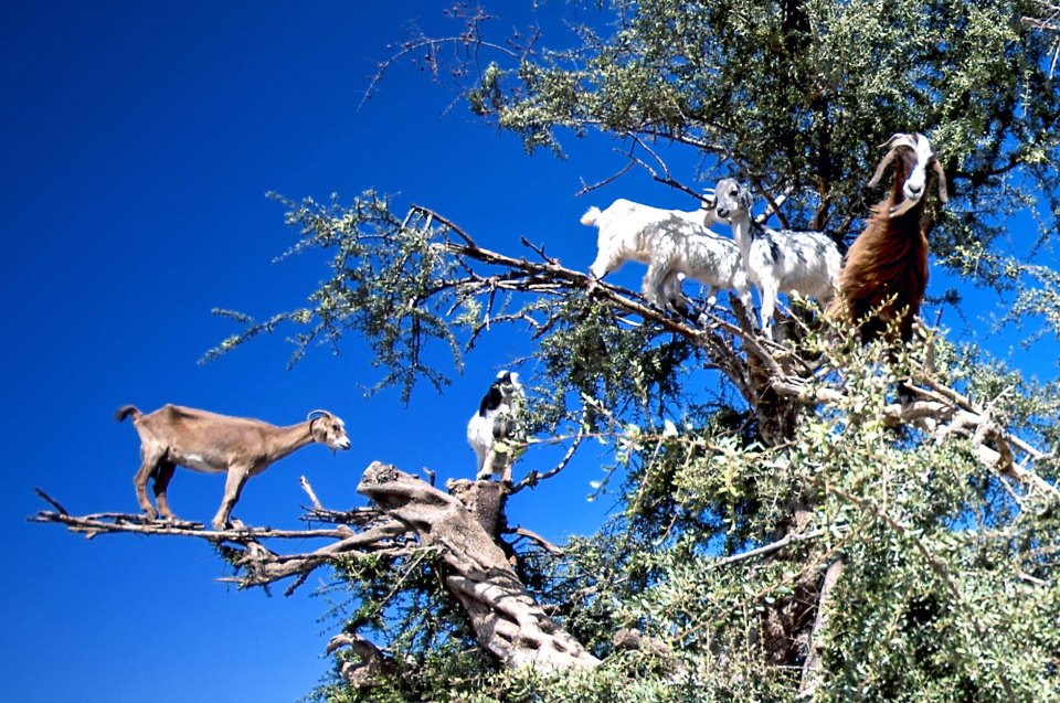 The thorny trees are impossible for humans to climb owing to their barbed branches but the goats manage it with ease