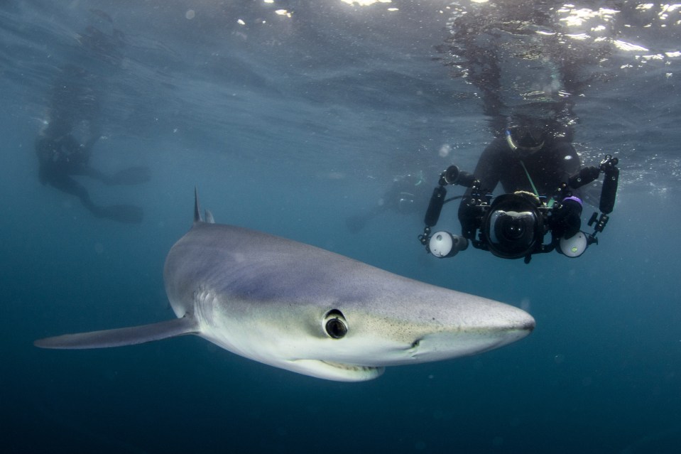  The predator's endless hunt for food led it to the Cornish coast