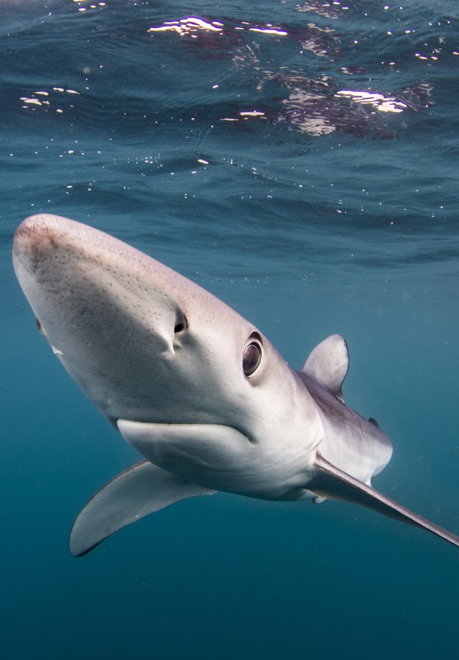  A large group of rare blue sharks were spotted just off of the Cornish coast by locals