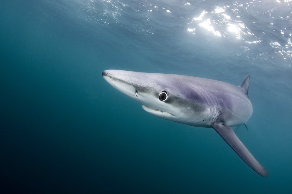  Within half an hour of sailing from the shore a rare blue shark had been spotted