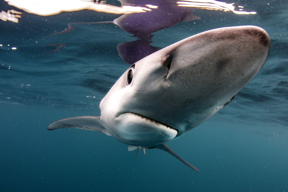  Once Saeed entered the water one of the sharks decided to nibble on his fin