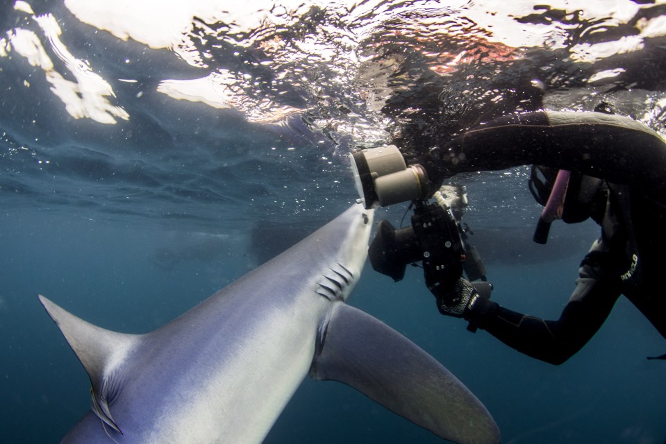  The group said they were 'honoured' to have met the creatures