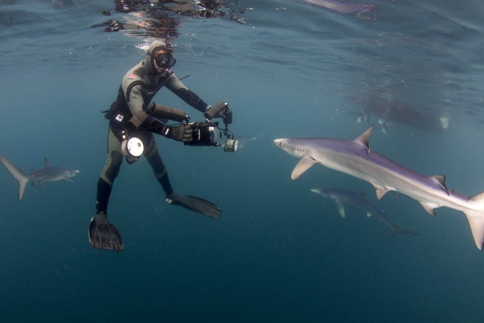  Photographers snapped the rare creatures when they ventured 10 miles from the Cornish shore