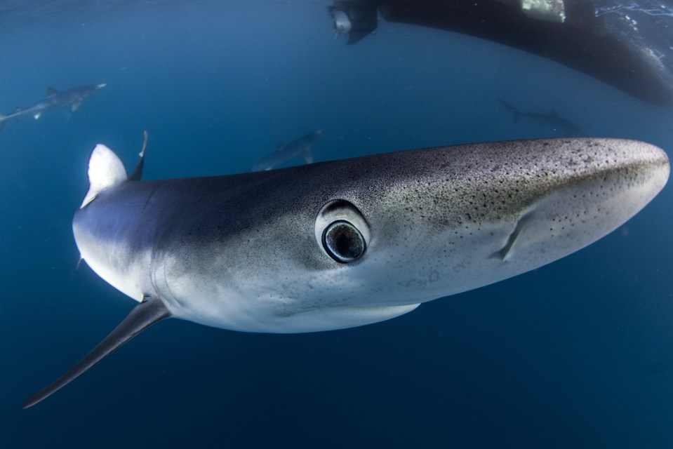  Roughly 20 million blue sharks are swept up each year due to long-line fishing