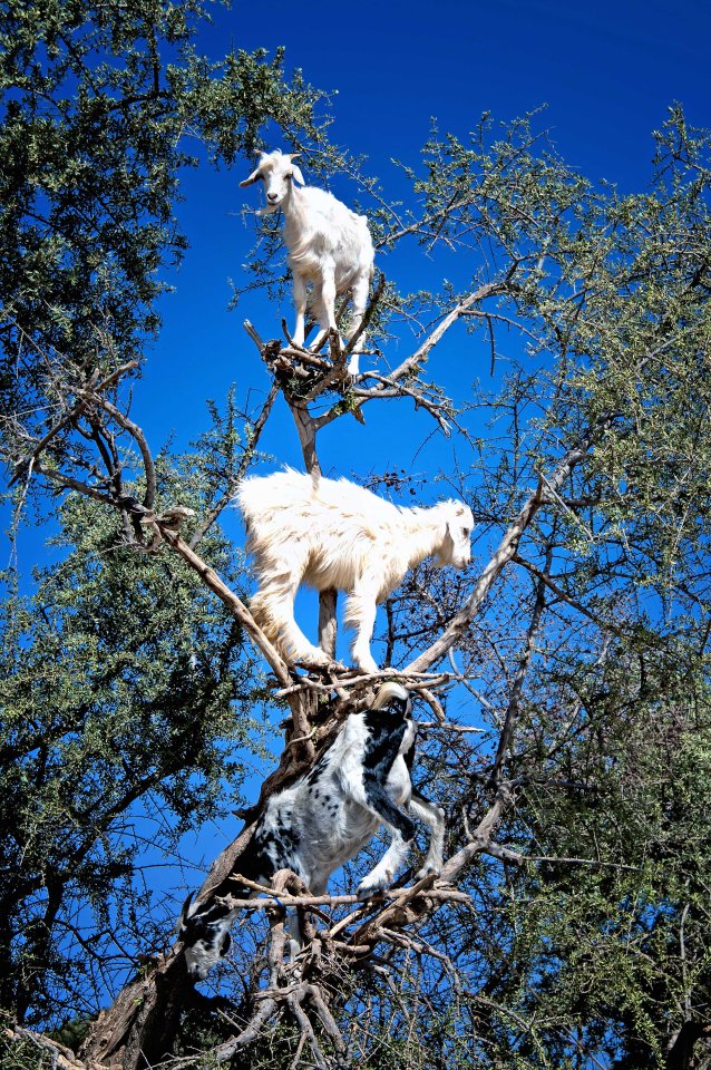 Amateur photographer Burak Senbak, 51, took these hilarious photos whilst travelling through the country in July