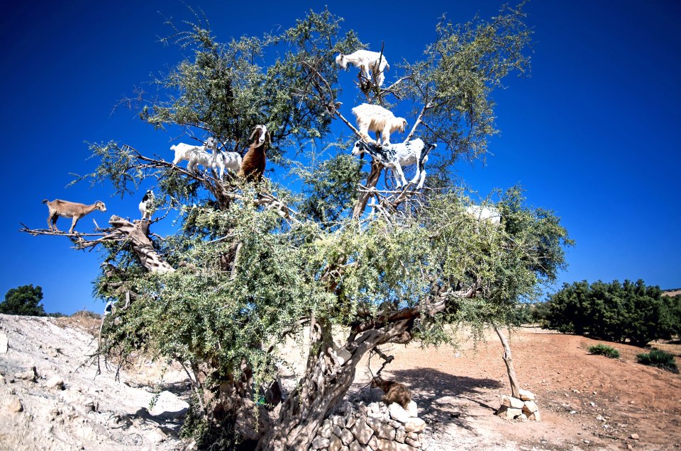 The goats climb up the trees to eat the Argan fruit that grows on them