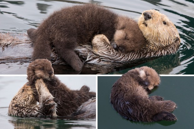 composite cute otters