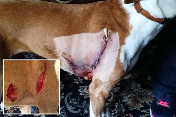 Daisy was attacked by a creature in the woods near Tom Burt's Hill in Bucks