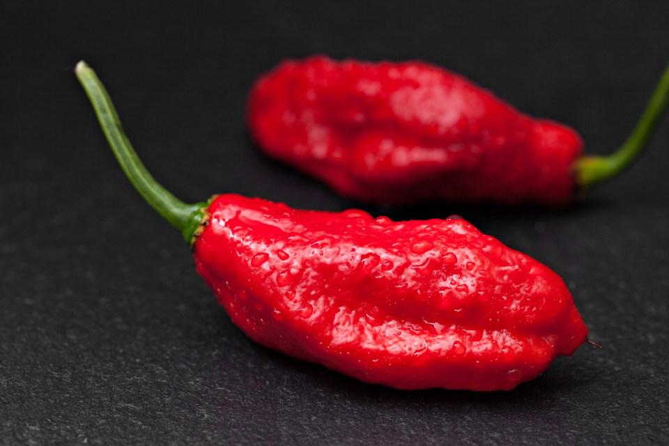 An extreme close up horizontal photograph of a ghost pepper, aka Bhut Jolokia, it is one of the worlds hottest peppers weighting in at 1,041,427 Scoville Heat Units, making it 400 times hotter than Tabasco Sauce.Legend has it that it's named ghost pepper because if you eat one you either start seeing ghosts or flat out give up the ghost.