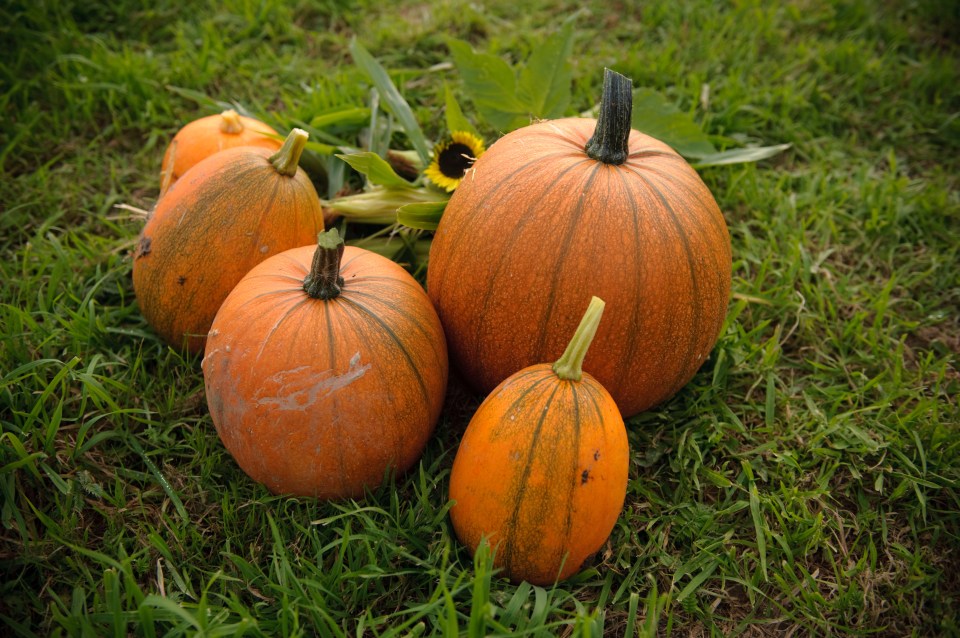 Pumpkins have become synonymous with this season, but what is all the fuss about? 