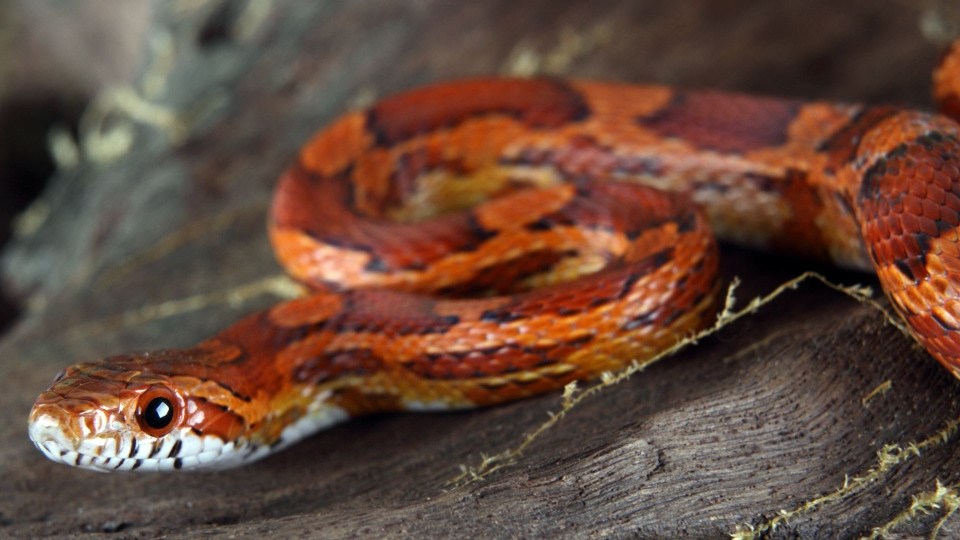 The snake was identified as a corn snake