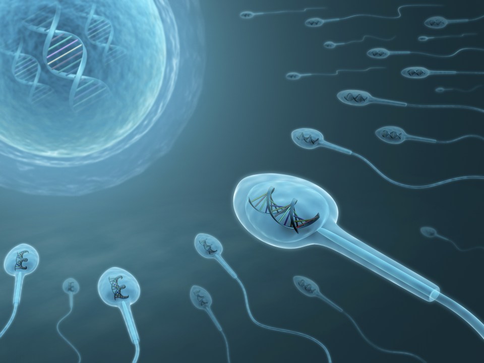  Scientists looked at 54 men born through assisted conception because their dads were infertile – and found they too suffer with lower sperm quality and quantity