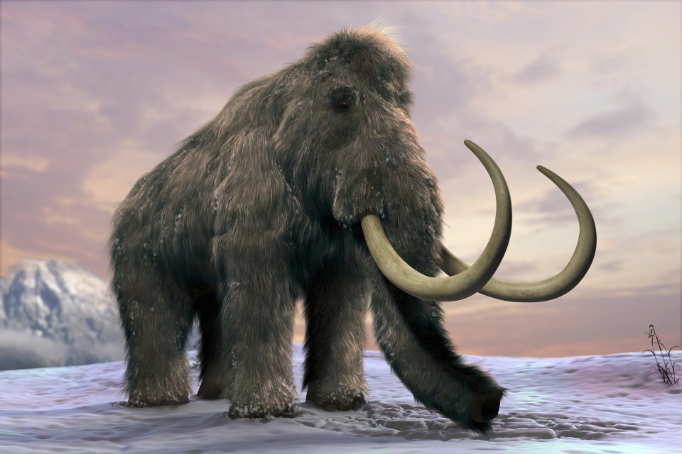  The woolly mammoth (Mammuthus primigenius), or tundra mammoth