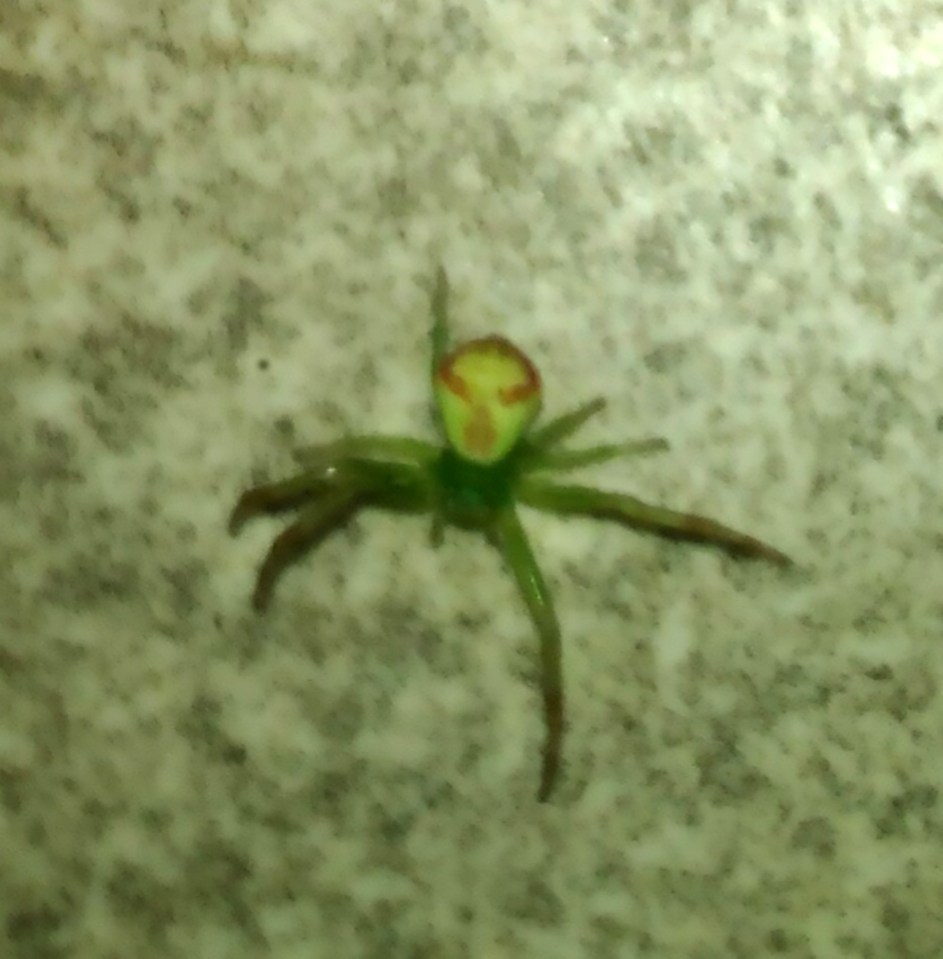  The markings on the body of the spider look remarkably like an alien face looking up