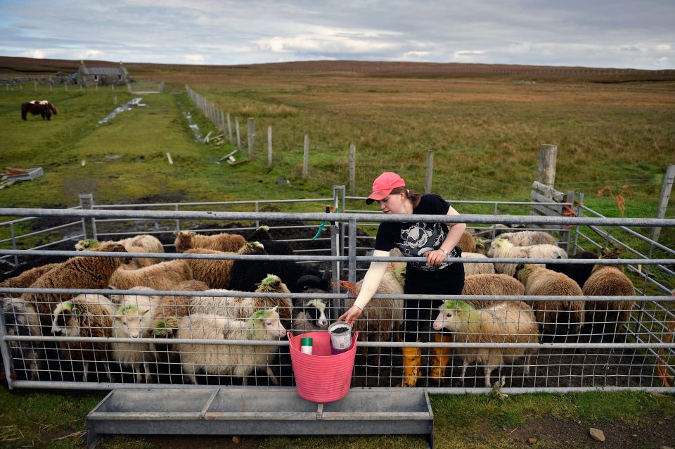 Foula - One Of The Remotest Permanently Inhabited Islands In Great Britain