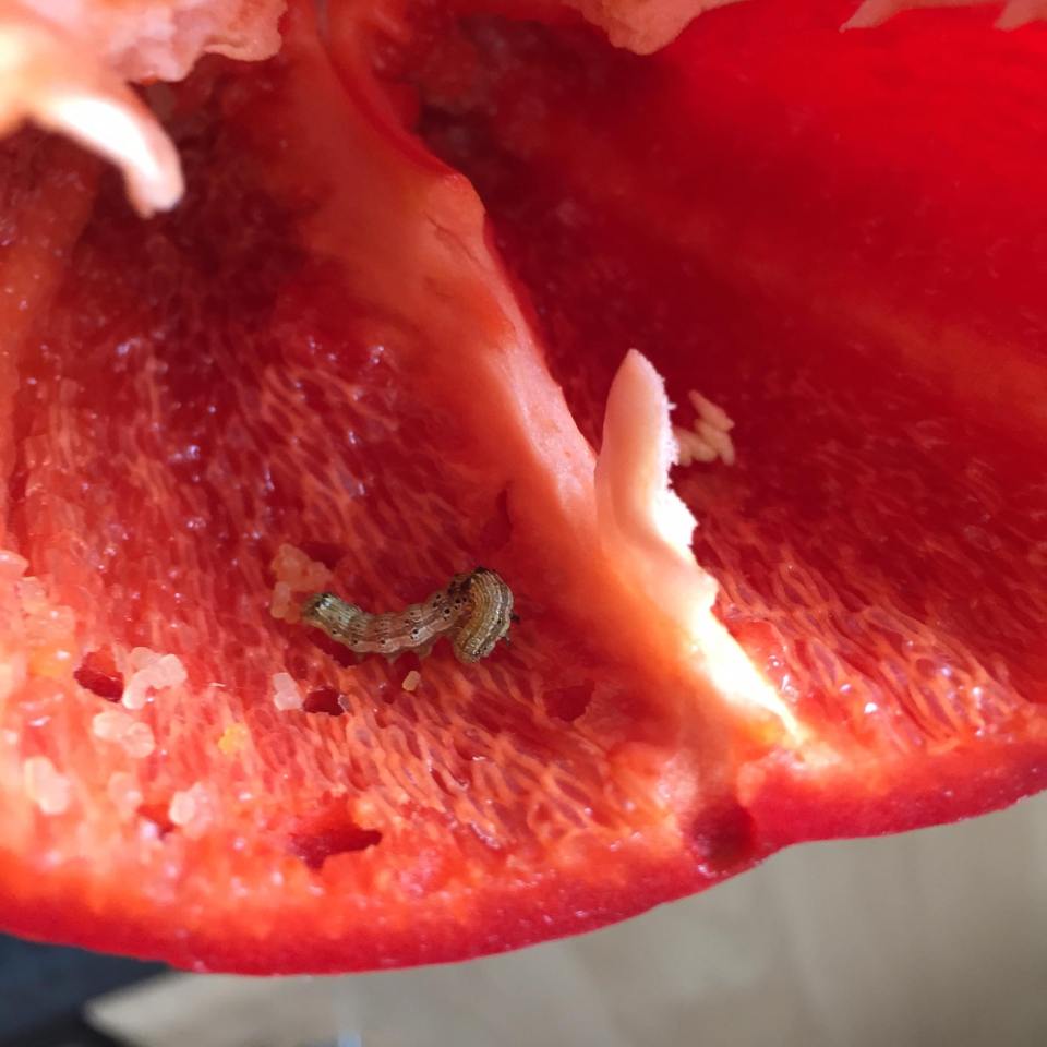 Rachael Archard discovered a Caterpillar in her red pepper